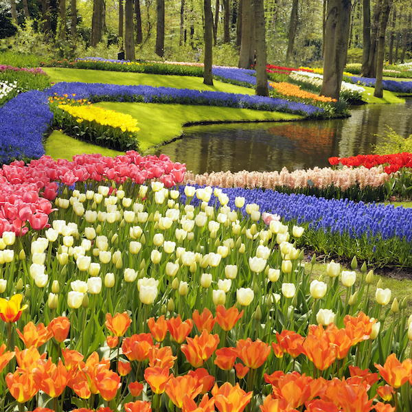 Spring flowers Special Interest