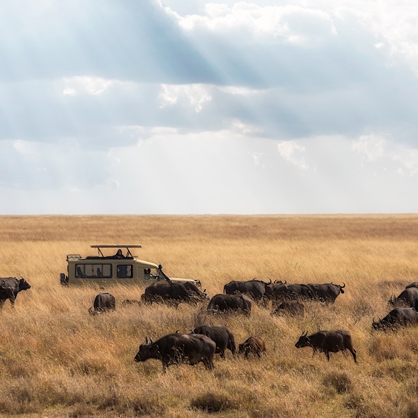 African Safari – photo by Cédric Dhaenens on Unsplash African Safari